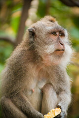 Naklejka na ściany i meble Balinese monkey in Ubud, Bali