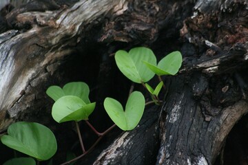 Fresh green leaves crawling in the crack of a dead trunk of a tree