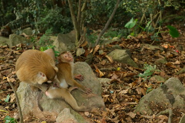 monkeys in the wild