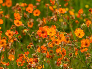 Pretty bright orange Geum flowers in a garden, variety Totally Tangerine