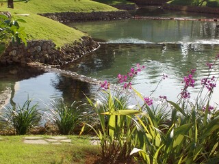 Beautiful landscaped garden with small pink flowers and well-manicured green grass lawns around clear waters in the pond