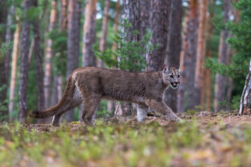 Cougar (Puma concolor), also commonly known as the mountain lion, puma, panther, or catamount. is the greatest of any large wild terrestrial mammal in the western hemisphere.