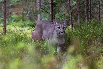 Cougar (Puma concolor), also commonly known as the mountain lion, puma, panther, or catamount. is the greatest of any large wild terrestrial mammal in the western hemisphere.