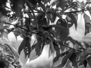 black and white photography with leaf texture and shadows in the backlight