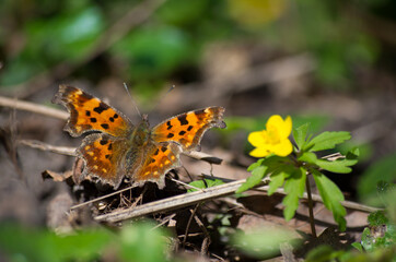Obraz premium butterfly on yellow flower