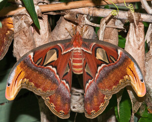 Atlas Moth on jungle foliage
