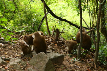 monkeys in the wild