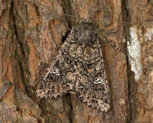Cabbage Moth on a tree trunk