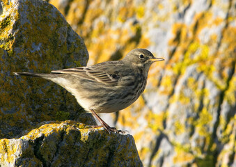 Rock Pipit stood on a rock