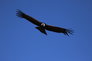 The Flight of the Condor View from Canyon De Colca