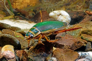 Fotobehang Great diving beetle - male // Gelbrandkäfer (Dytiscus marginalis) - Männchen © bennytrapp