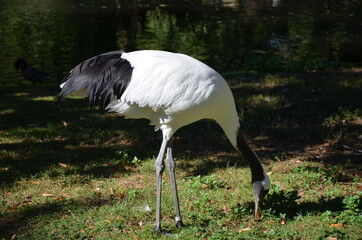 White-naped Crane (Grus vipio) in Frankfurt zoo