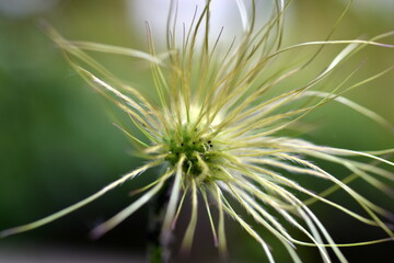 Nahaufnahme einer verblühenden Pulsatilla