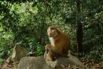 monkey in the wild