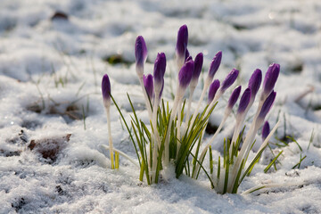Blüten des wilden Krokus als die ersten Frühlingsboten nach dem Winter
