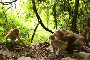 monkeys in the wild