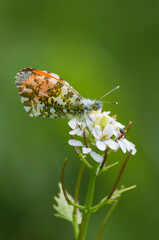 butterfly on a flower