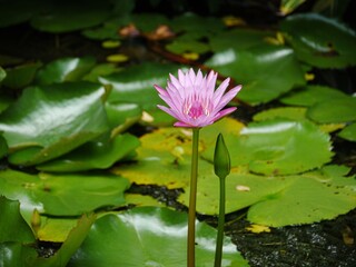 Blooming pink waterlily with a bud in a pond, with blurred waterlily leaves in the background