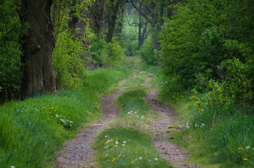 path in the woods