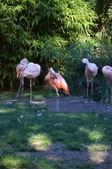 Beautiful Greater flamingos in the zoo