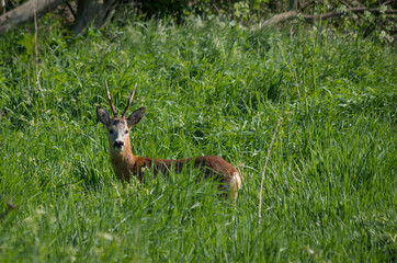 deer in the grass