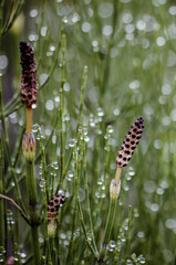 horsetail in the grass