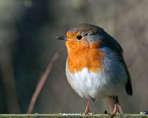 Robin on a fence