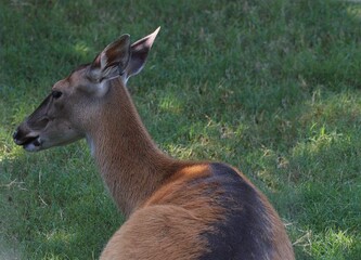 Back side view of a deer lying the the grass with head slightly turned to the left