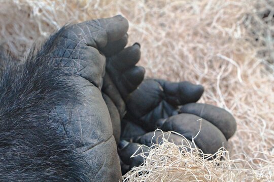  Close up of the paws of a gorilla, with blurred brown grass in the background