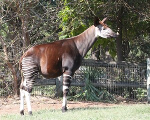 An okapi standing up in a grassy enclosure