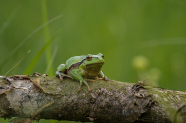 green frog on a leaf