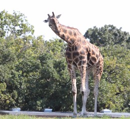 Adult giraffe standing up, with head slightly bent facing sideways