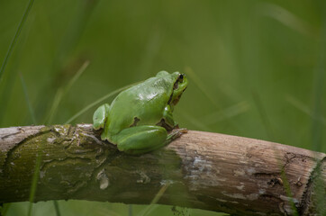 frog on a leaf