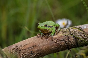 green frog on a tree