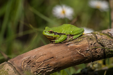 Naklejka premium frog on a tree