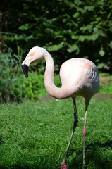 Beautiful Greater flamingos in the zoo