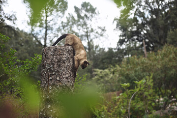 Siamese cat about to jump from tree trunk.