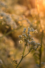 autumn leaves in the sun