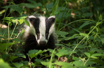 raccoon in the grass