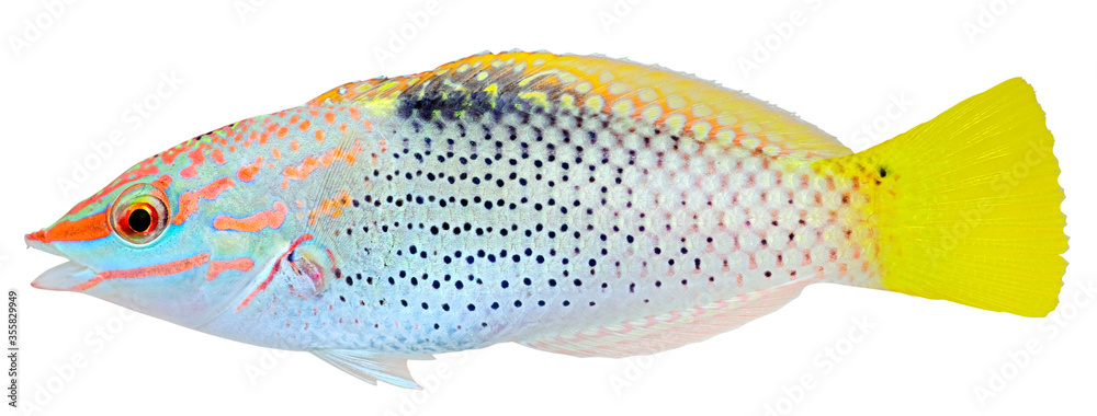 Wall mural checkerboard wrasse. halichoeres hortulanus