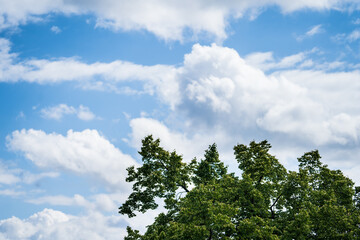 Błękitne niebo z białymi chmurami i drzewami