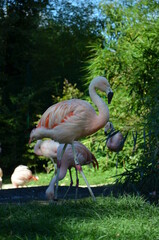 Beautiful Greater flamingos in the zoo