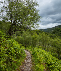Fototapeta na wymiar a hiking trail in the woods of kinlochleven near glencoe and the ballachulish area in the argyll region of the highlands of scotland during summer near the west highland way hiking trail