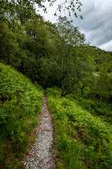 Fototapeta na wymiar a hiking trail in the woods of kinlochleven near glencoe and the ballachulish area in the argyll region of the highlands of scotland during summer near the west highland way hiking trail