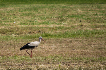 white stork in the grass