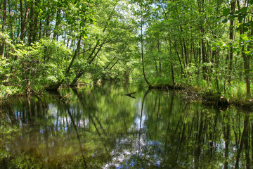 The nature reserve briese swamp (Briesetal) in federal state Brandenburg