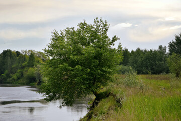 A tree that leaned toward the water near the river.