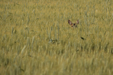 Deer hidden in field