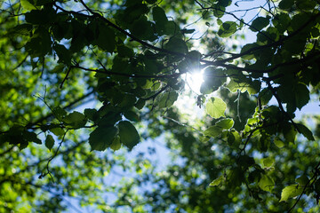 Fototapeta na wymiar green leaves and sun