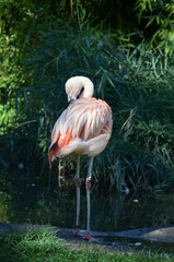 Beautiful Greater flamingos in the zoo